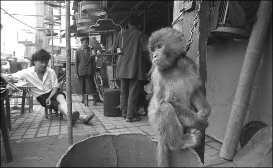 Vie Quotidienne - Daily Life . 06