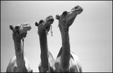 Le Caire . Cairo - 01