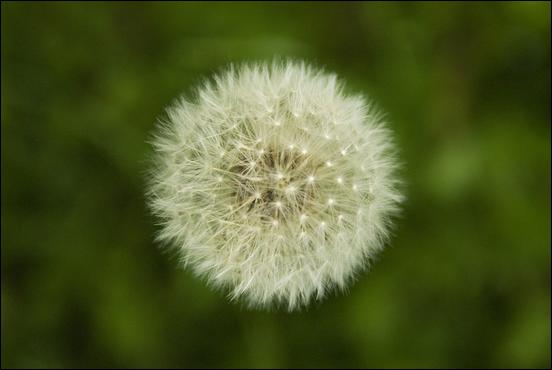 Green (color) - 01