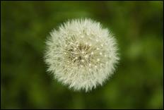 Green (color) - 01