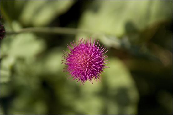 Green (color) - 08