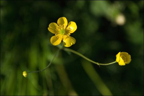 Green (color) - 09