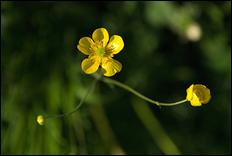 Green (color) - 09