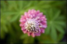 Green (color) - 10