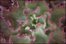 Green (color) - 13