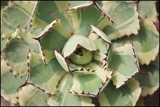 Green (color) - 17