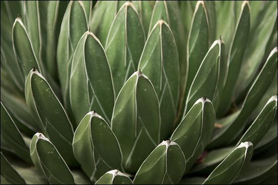 Green (color) - 18
