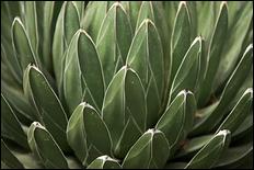 Green (color) - 18