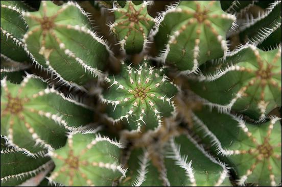 Green (color) - 19