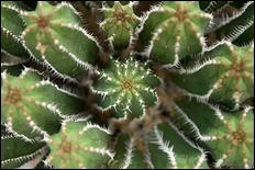 Green (color) - 19