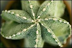 Green (color) - 20