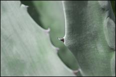 Green (color) - 21