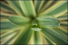 Green (color) - 22