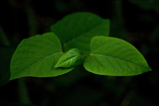 Green (color) - 27