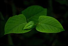 Green (color) - 27