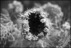 Green - 09