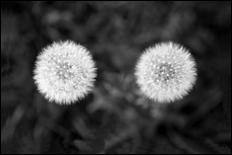 Green - 16