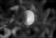 Green - 17