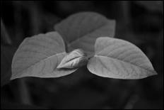 Green - 23